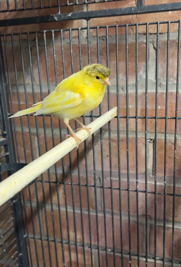 Mixed canaries for sale