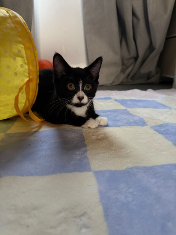 2 bonded male kittens