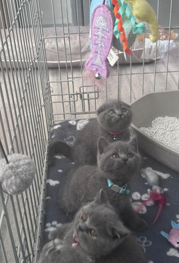 Scottish Fold x British Shorthair Kittens Looking for Their Forever Homes