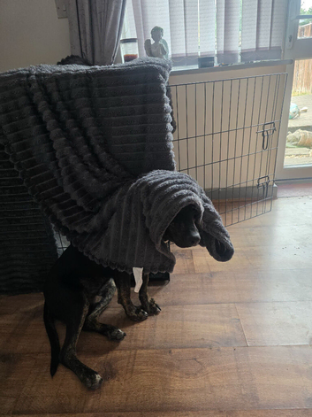 Puppy in need of re homing