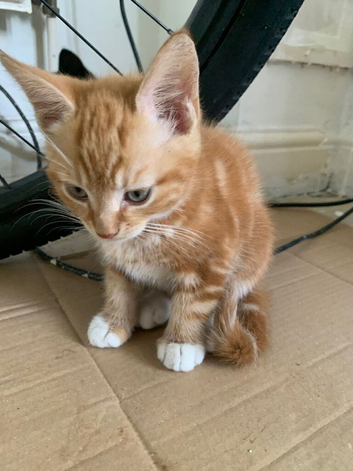 1 beautiful kitten seeking forever home!!!!!