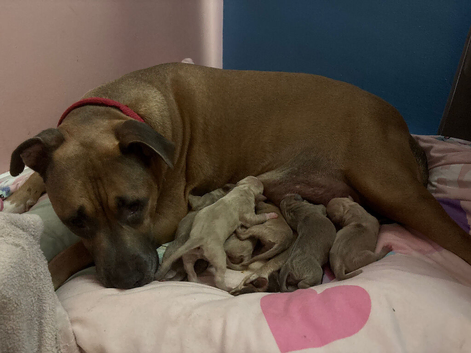 American bulldog cross American staff