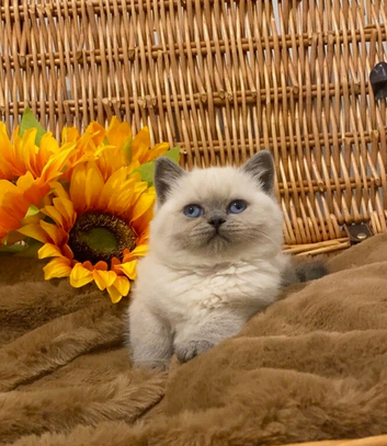 ABSOULETLY BEAUTIFUL PURE BRED BSH TEDDY BEARS