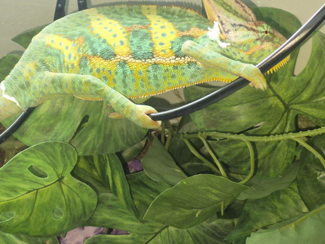 Chameleon