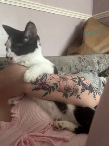 Female kitten