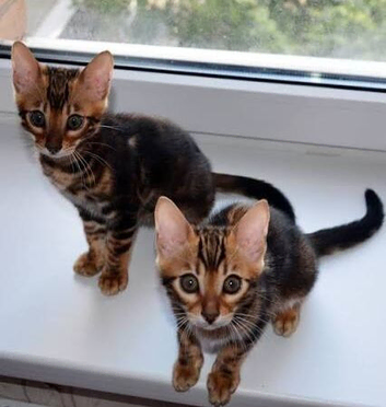 Bengal kittens