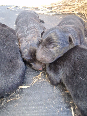 German shepherd pups