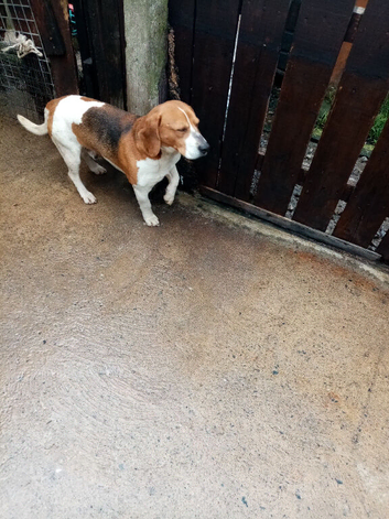 Beagle dog