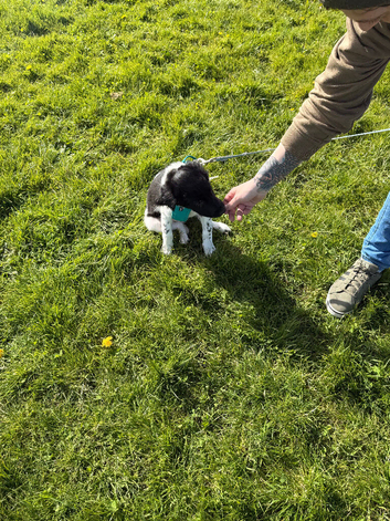 REHOMING MALE SPROLLIE