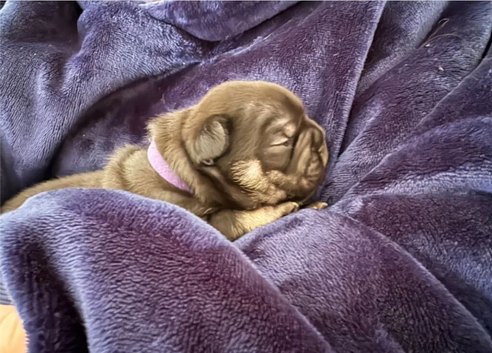 Adorable French Bulldog Puppies &ndash; 3 Boys & 2 Girls &ndash; Healthy, Playful, First Vaccination & Microchipped on Collection &ndash; Ready from 5th May 2026