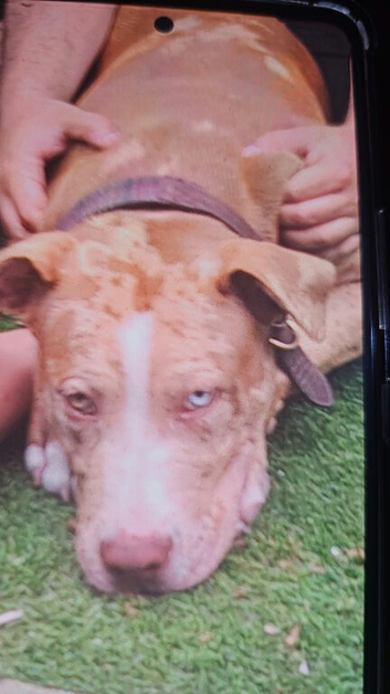 Rehomeing my pup american bully classic