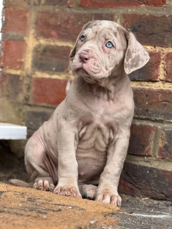 Italian Mastiff cross