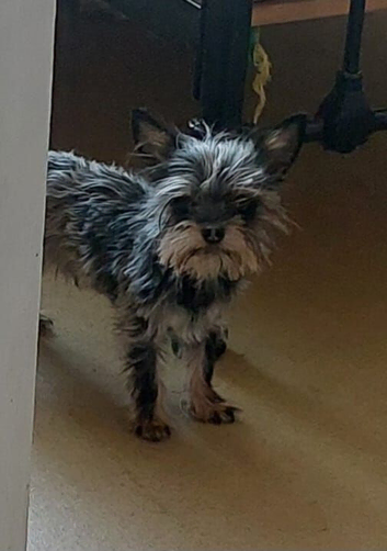 Mini Yorkshire terrier