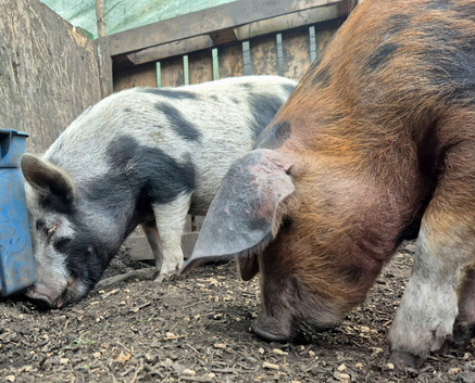 Pair of pet pigs