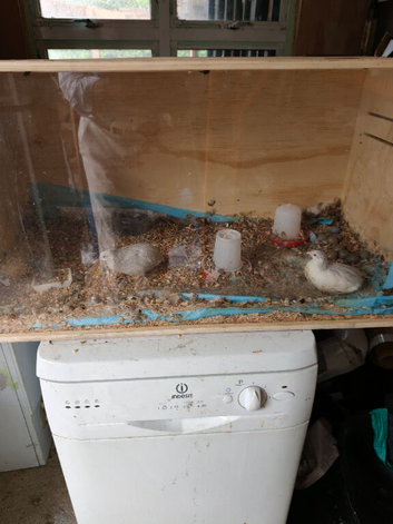 Quails for sale