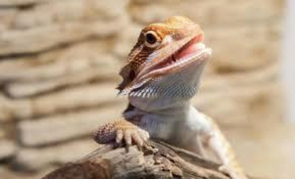 South Wales Reptile Rescue