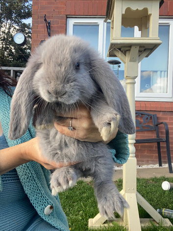Giant French lops
