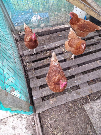 Hens for sale.  Warren's.