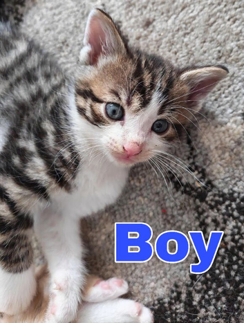 Kittens looking for 5* Homes