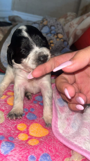 Beautiful cockapoo puppies