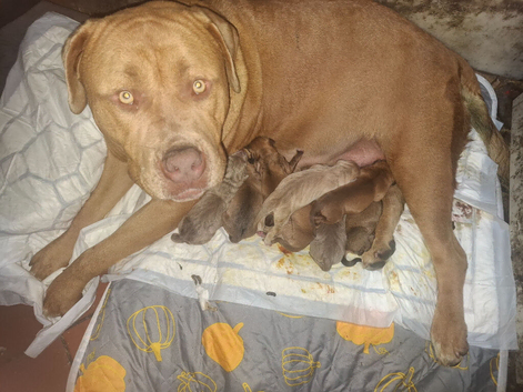 ) Stunning & Unique Shepweiler Mastiff Puppies &ndash; Reared with Love!