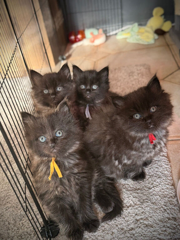 Black Smoke Ragcoon Kittens