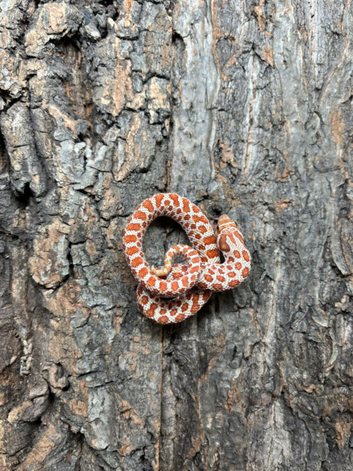 Hognose Snakes - Selection at Birmingham Reptiles