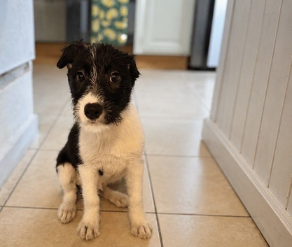 Male Puppy