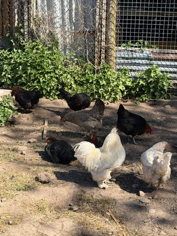 Chicken