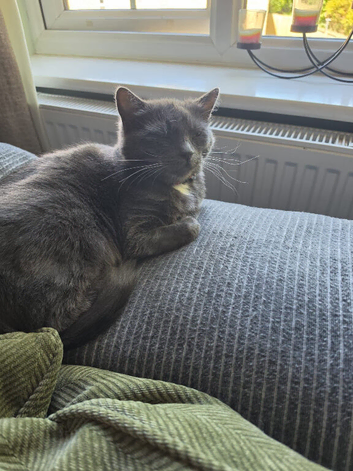 Russian blue female cat