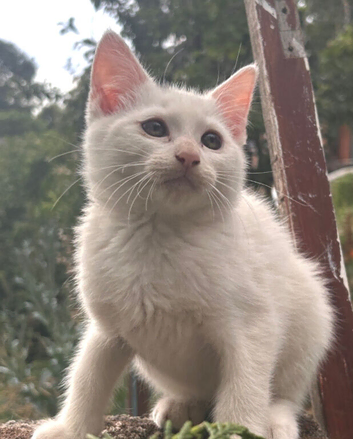 Turkish Angora mixed Kittens available