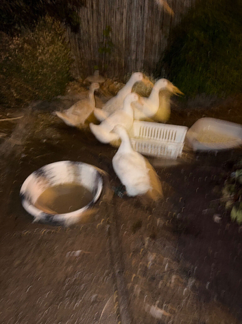 Ducks for free
