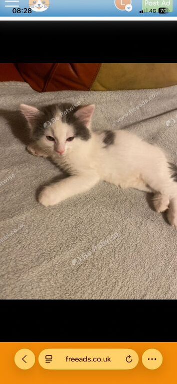 Ragdoll x British shorthair