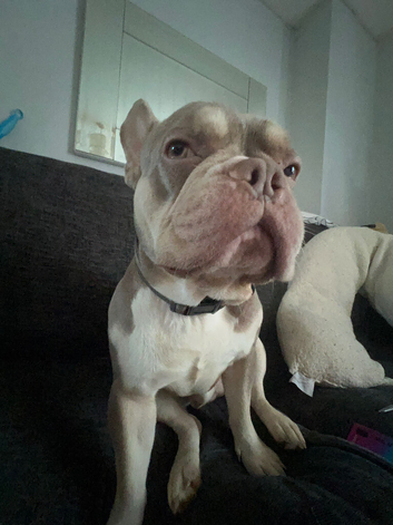 Frenchie