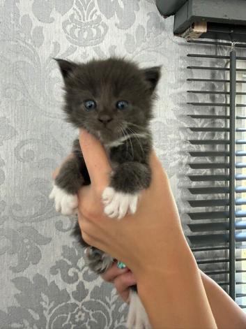 ALL BOYS!! Mainecoon cross kittens