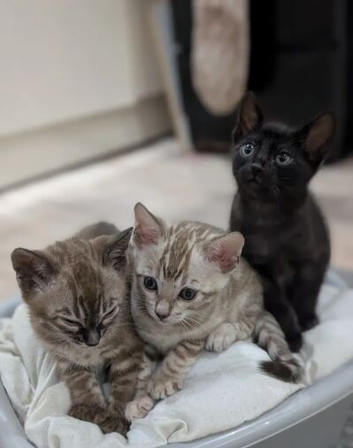 Stunning Purebred Bengal Kittens