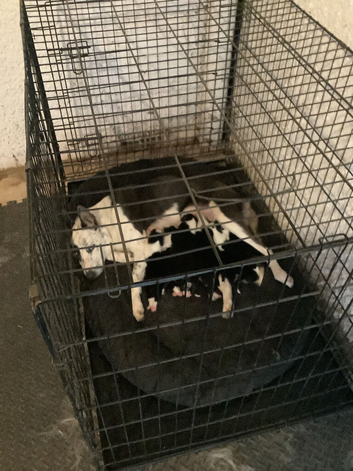 Stunning litter of 8 collie pups