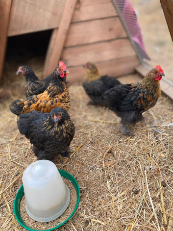 Lovely bantam cockerels