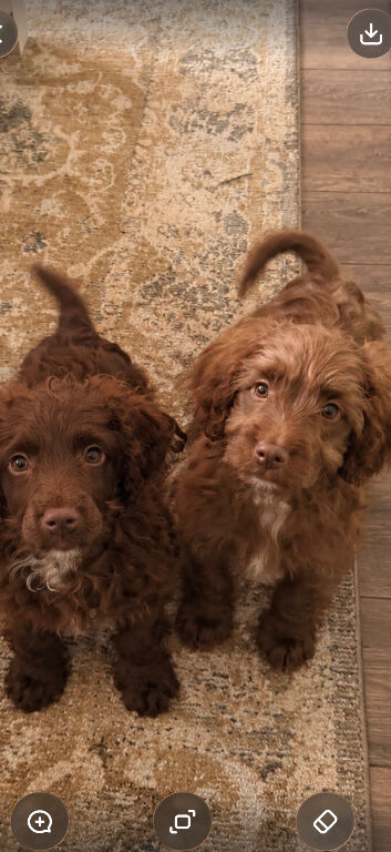 Toy cockapoo puppies