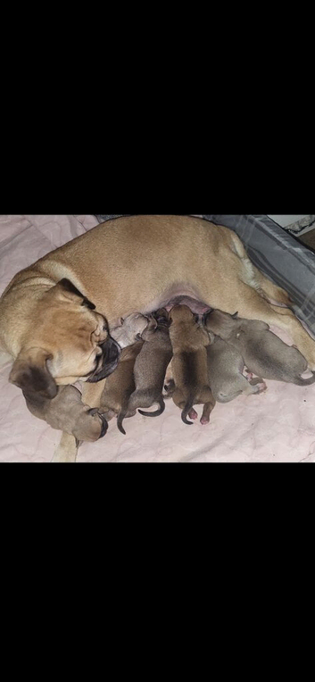 7 beautful frug puppies.