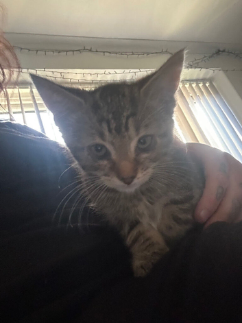 10 week old kittens