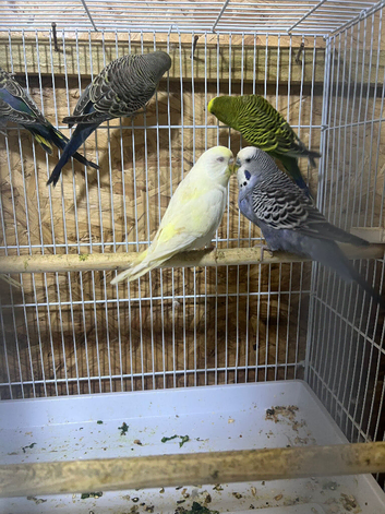Budgies