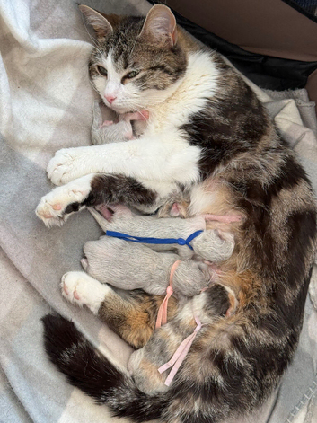 2 kittens available