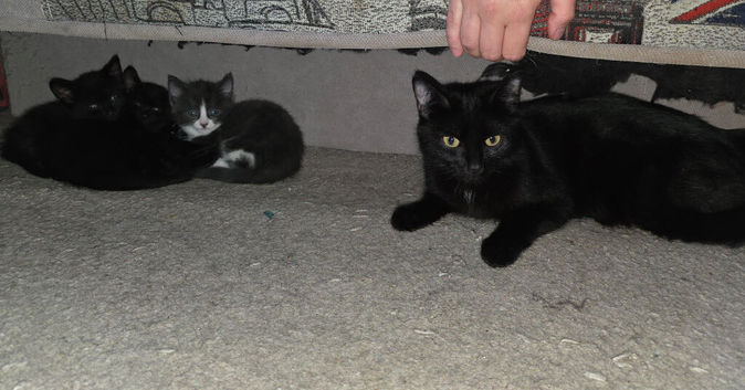 Kittens