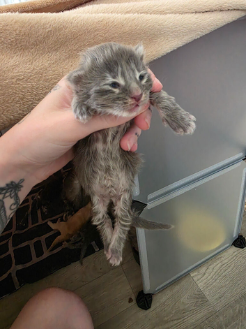 Mainecoon kittens