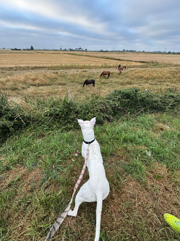 Staffy X American bulldog