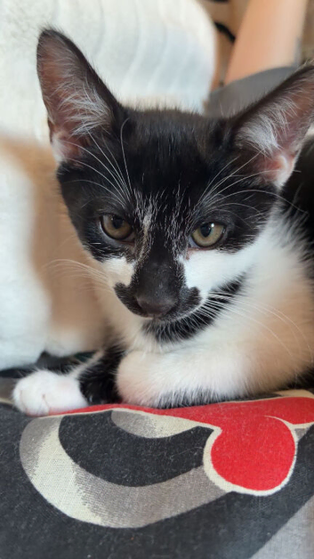 2 kittens for sale &pound;150