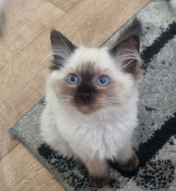 Ragdoll kitten