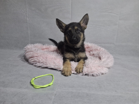 Beautiful German shepherd puppies