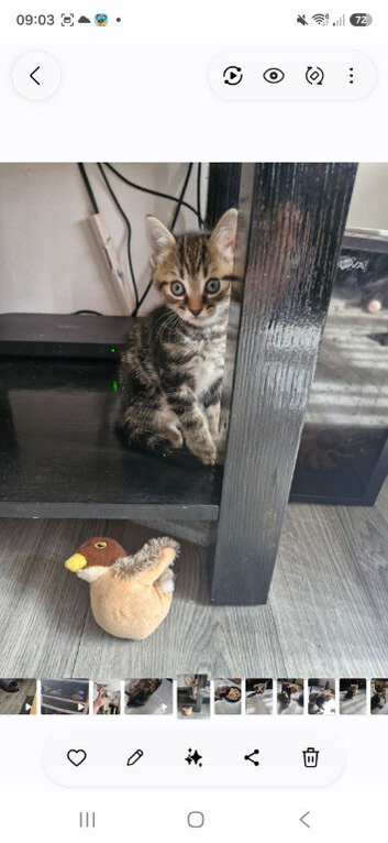 Tabby kittens 8 weeks old 3 boys